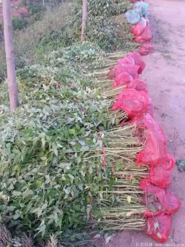 優(yōu)質(zhì)精品棣棠花