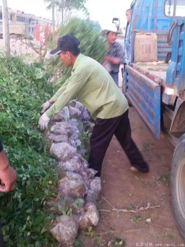 優(yōu)質(zhì)精品棣棠花