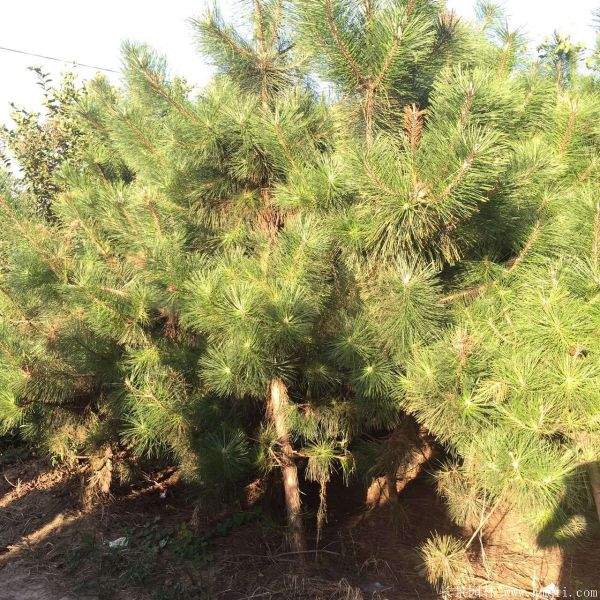 沭陽(yáng)精品黑松 沭陽(yáng)精品黑松