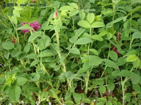 物美價廉的食用玫瑰在哪買？