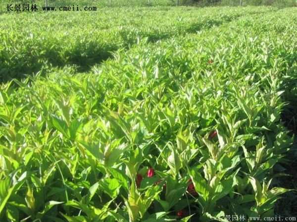 紅王子錦帶規格