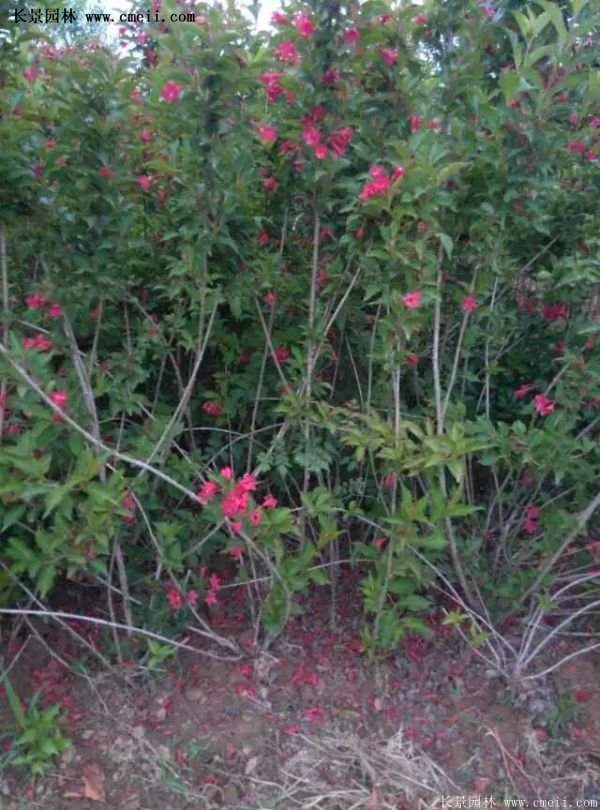 沭陽紅王子錦帶苗