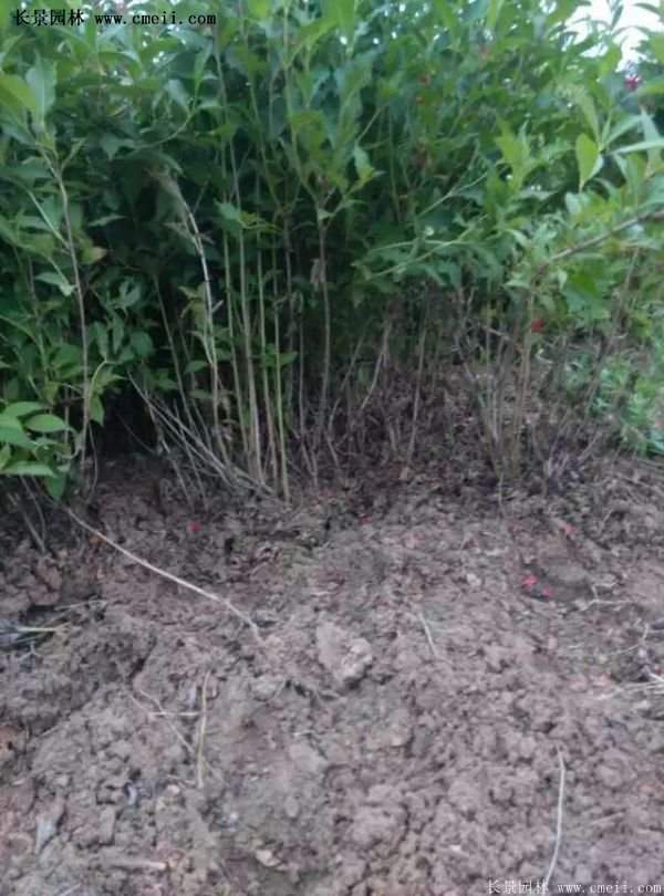 紅王子錦帶價(jià)格