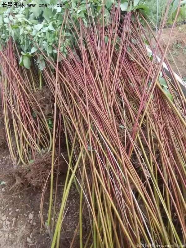 沭陽紅瑞木價(jià)格