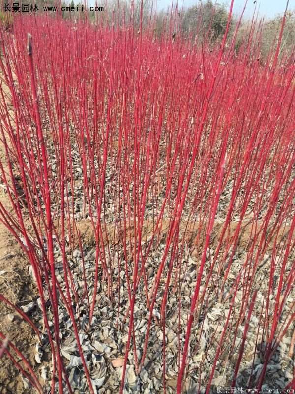 沭陽紅瑞木價(jià)格