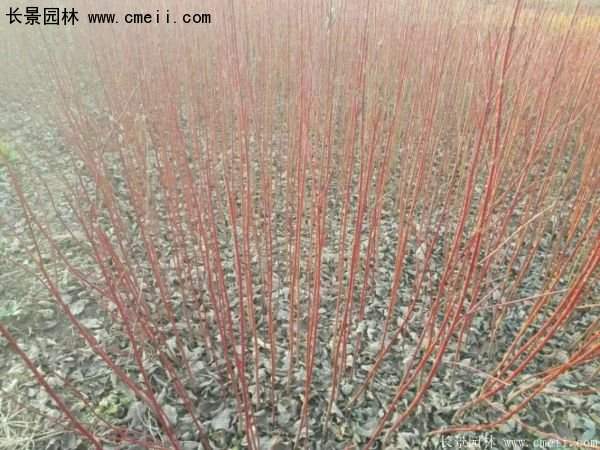 沭陽紅瑞木價(jià)格