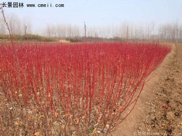 紅瑞木規(guī)格