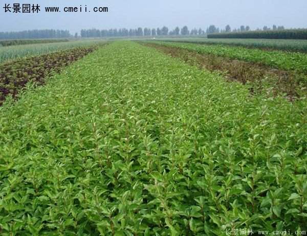 沭陽紅瑞木基地