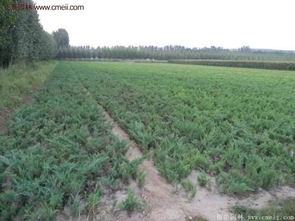 沭陽(yáng)地柏的規(guī)格