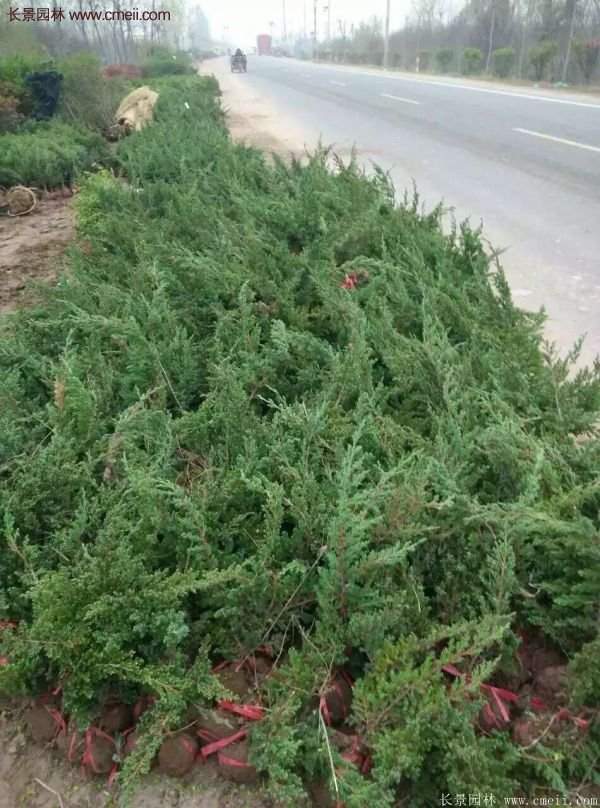 沭陽(yáng)地柏的規(guī)格