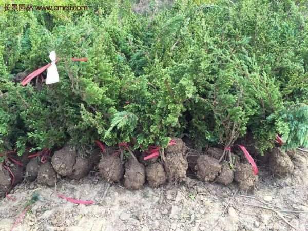 沭陽的地柏基地