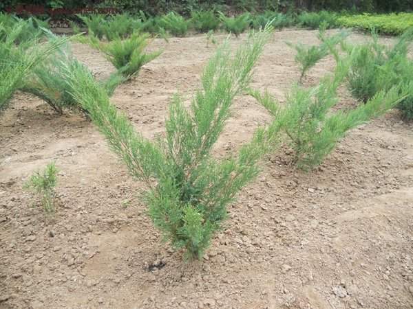 沭陽沙地柏基地