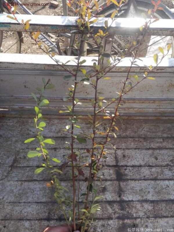 沭陽(yáng)火棘基地