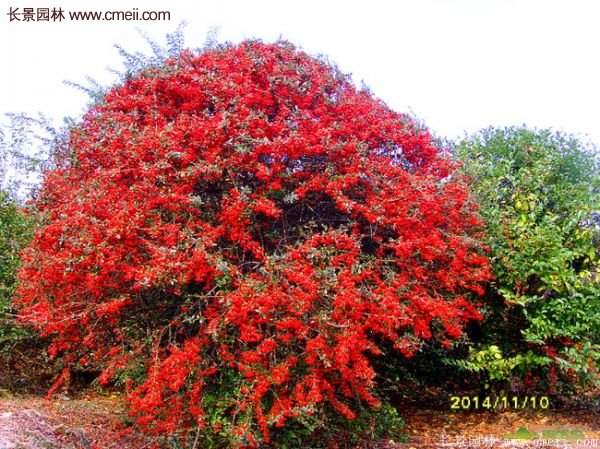 沭陽(yáng)火棘基地