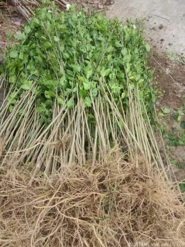 木槿花苗