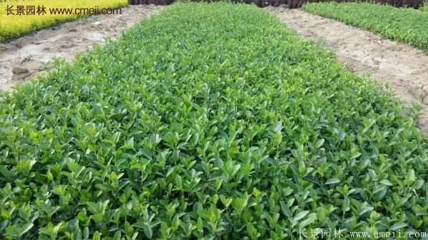 沭陽衛(wèi)矛球現(xiàn)場(chǎng)圖片 沭陽衛(wèi)矛球現(xiàn)場(chǎng)圖片