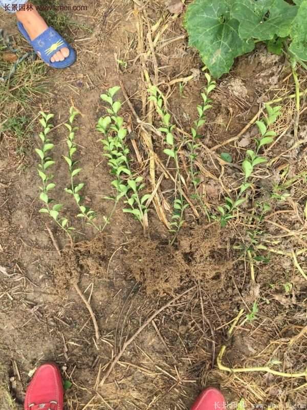 沭陽衛(wèi)矛球現(xiàn)場(chǎng)圖片 沭陽衛(wèi)矛球現(xiàn)場(chǎng)圖片