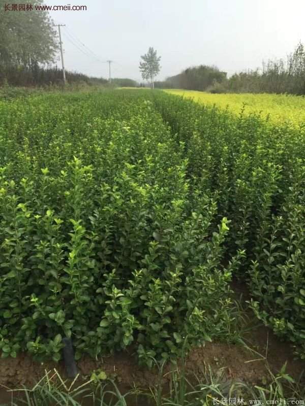 沭陽衛(wèi)矛球現(xiàn)場(chǎng)圖片 沭陽衛(wèi)矛球現(xiàn)場(chǎng)圖片