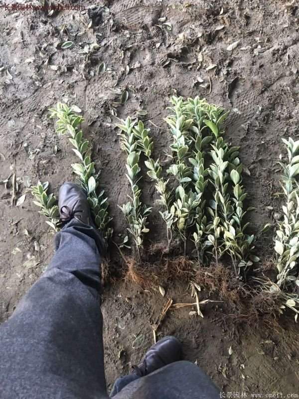 沭陽(yáng)金邊黃楊 沭陽(yáng)金邊黃楊