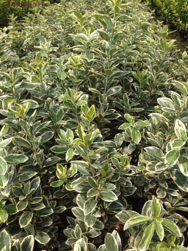 沭陽(yáng)金邊黃楊價(jià)格 沭陽(yáng)金邊黃楊價(jià)格