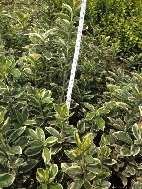 沭陽(yáng)金邊黃楊價(jià)格 沭陽(yáng)金邊黃楊價(jià)格