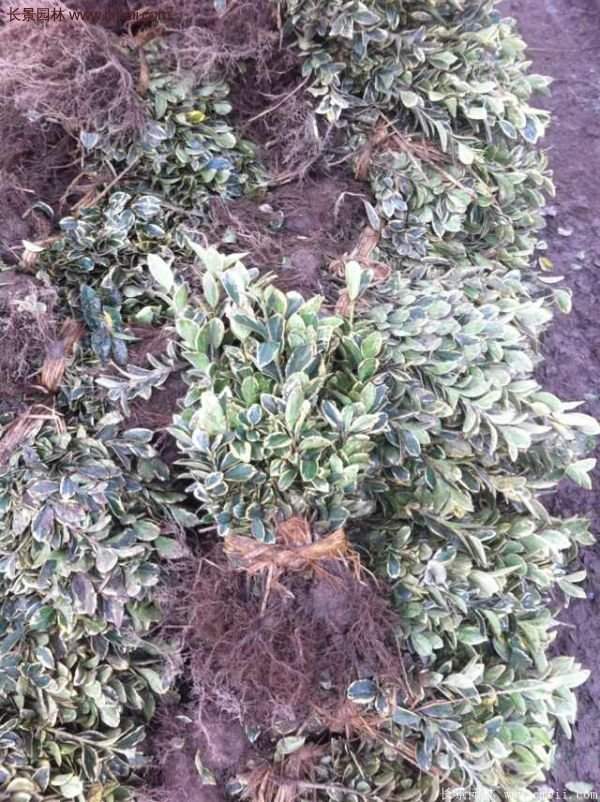 沭陽(yáng)金邊黃楊價(jià)格 沭陽(yáng)金邊黃楊價(jià)格