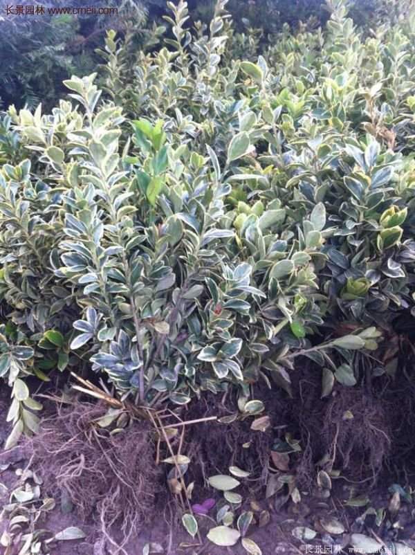 沭陽(yáng)金邊黃楊價(jià)格 沭陽(yáng)金邊黃楊價(jià)格