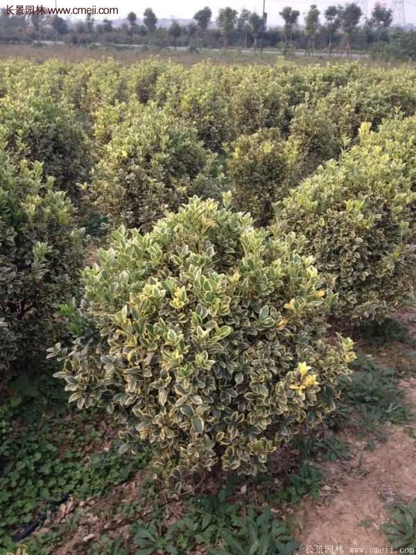 沭陽金邊黃楊 沭陽金邊黃楊