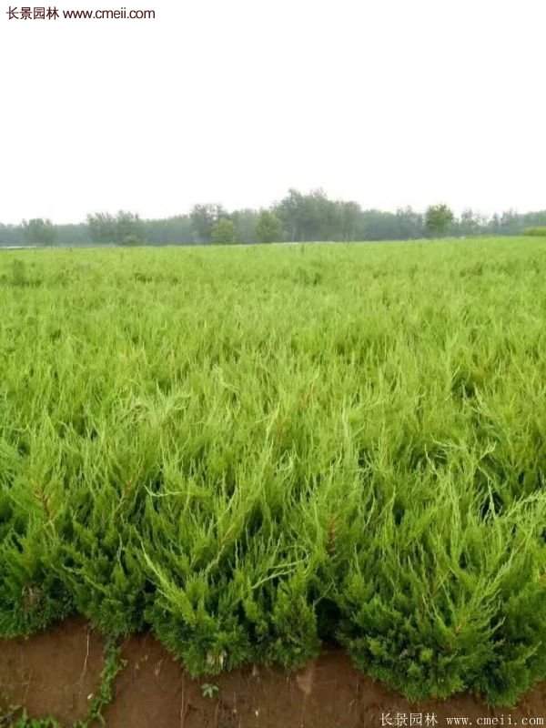 80公分高度的龍柏，主要用來作綠籬、色塊