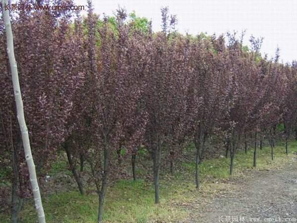 紫葉李批發基地，