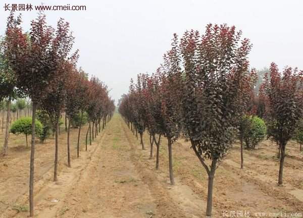 紫葉李批發基地，