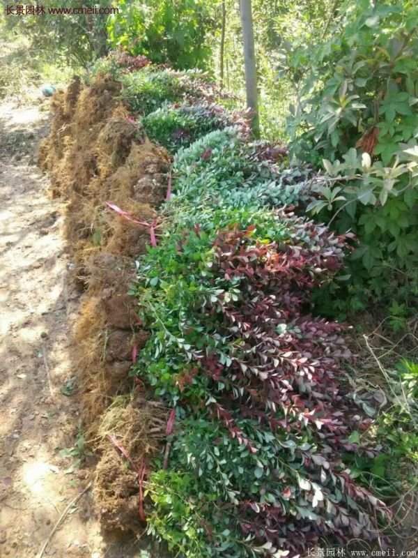 紅葉小檗綠化 紅葉小檗綠化