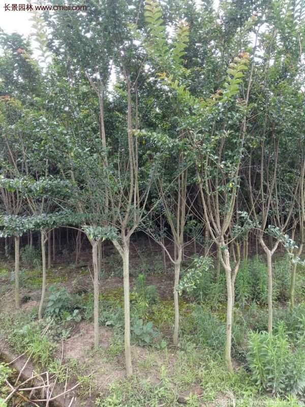 紫薇樹多少錢一棵？