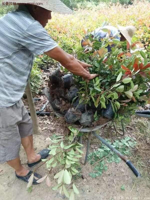 紅葉石楠的養(yǎng)護方法