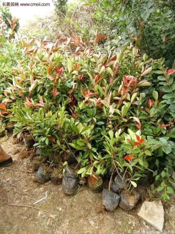 紅葉石楠的養(yǎng)護方法