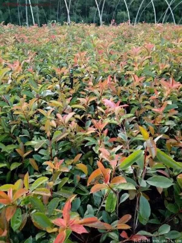 沭陽紅葉石楠的規格