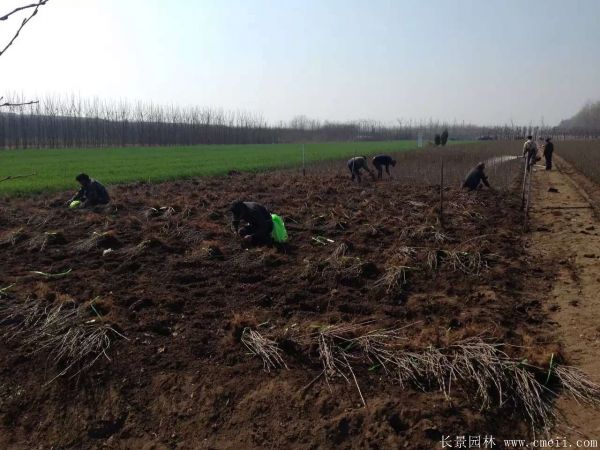 丁香圖片基地實拍 丁香圖片基地實拍