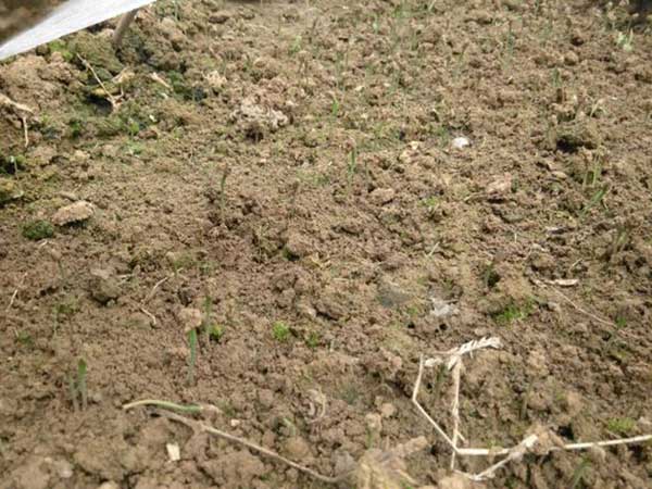 黑松種子發芽出苗圖片