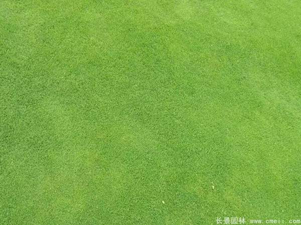 草坪圖片