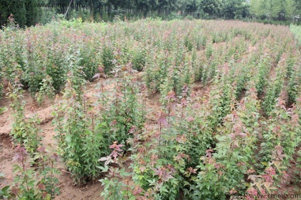 三角楓種子發芽出苗圖片