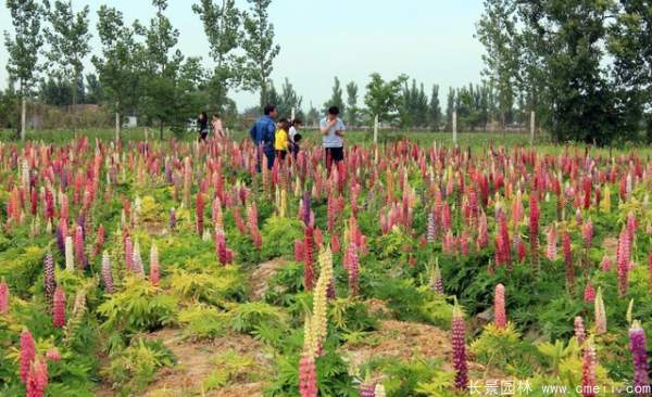 魯冰花種子發(fā)芽出苗開花圖片