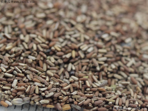 馬鞭草種子圖片 馬鞭草種子圖片