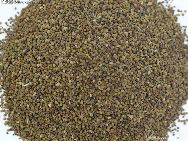 半枝蓮種子圖片