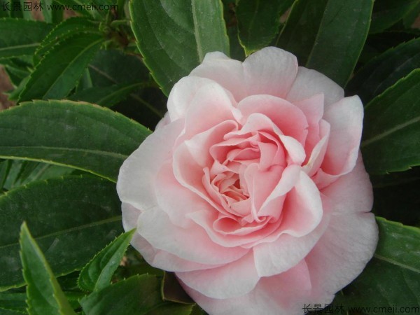 長(zhǎng)春花種子發(fā)芽出苗開花圖片