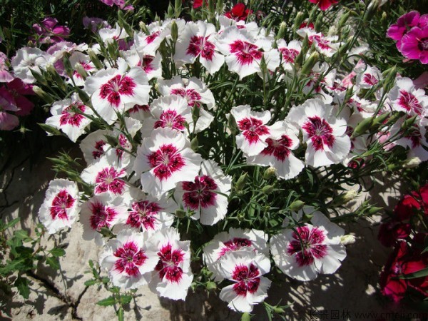 瞿麥種子發(fā)芽出苗開(kāi)花圖片