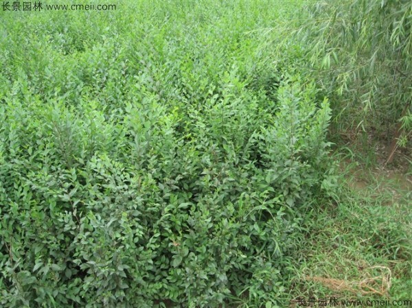 榆樹種子發(fā)芽出苗圖片