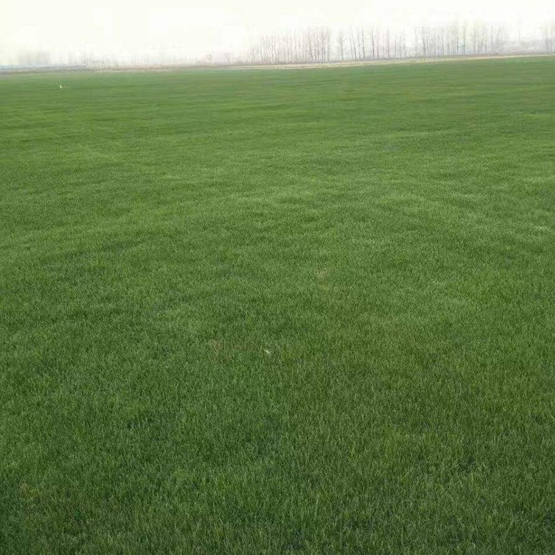 護坡多年生黑麥草