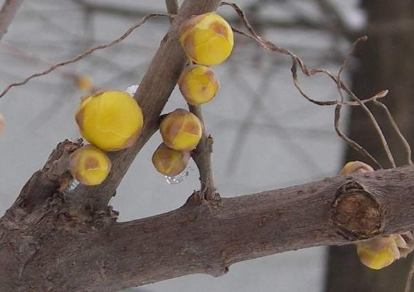 1594968861102175.jpg 臘梅1.jpg