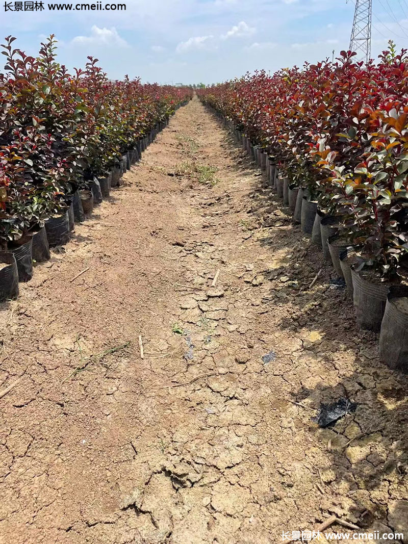 長景園林矮紫薇 長景園林矮紫薇
