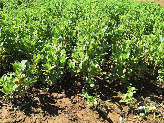 沭陽長景園林八寶景天種植基地實拍圖片